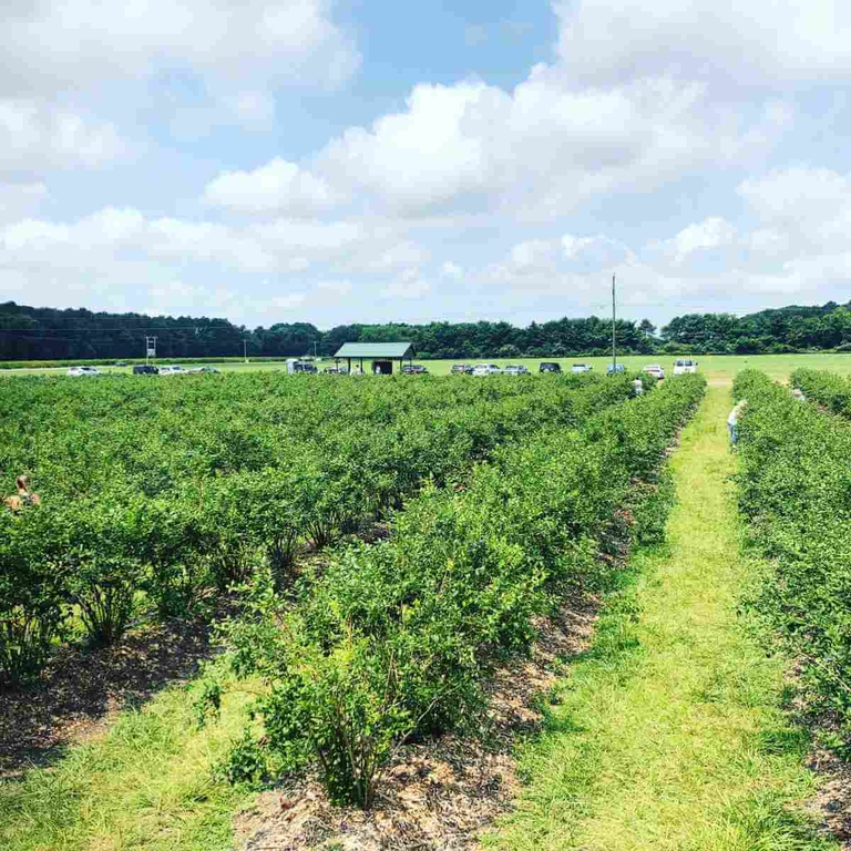 Rows of lush green bennett blueberry bushes